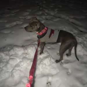 Meet your Posher, Renzo